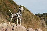 DALMATIEN 164